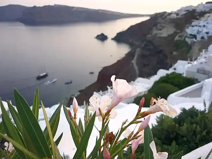 为教育移民希腊：25万欧购房，全家享教育红利