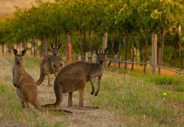 澳大利亚著名旅游景点有哪些