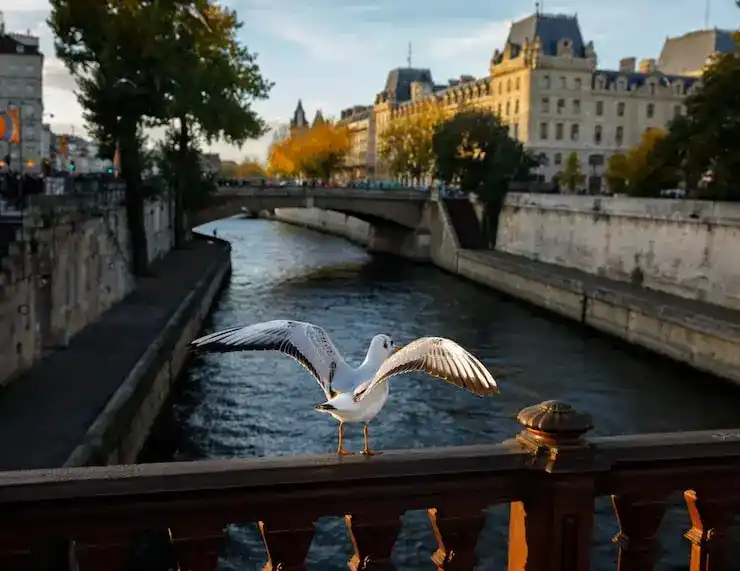 冰岛移民局对入籍申请有拒签的可能吗？常见原因是什么？