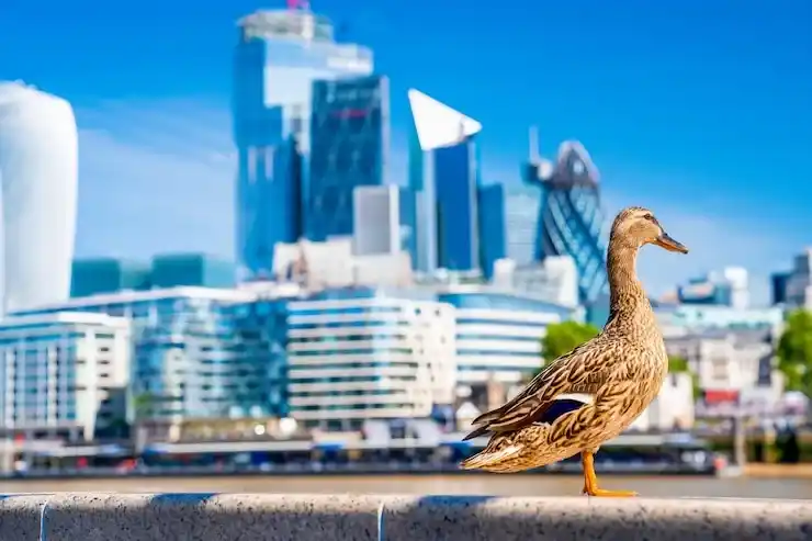 香港进修续签转永居，老牌移民公司避坑指南