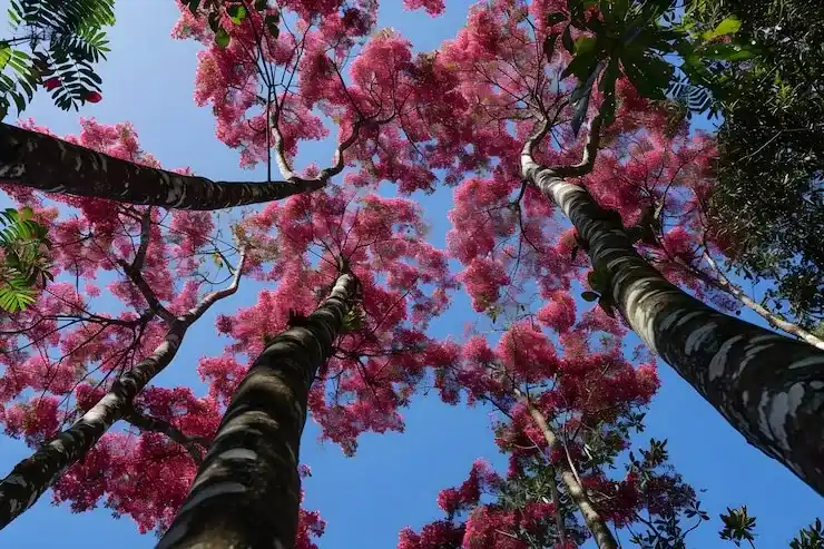 新加坡家族办公室税务申报，免税申请的流程与材料