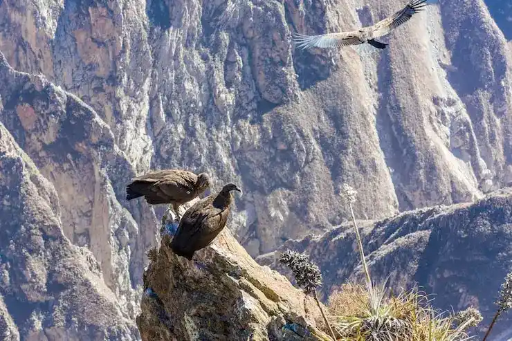 办加拿大移民需要多少钱？费用解析与资金规划