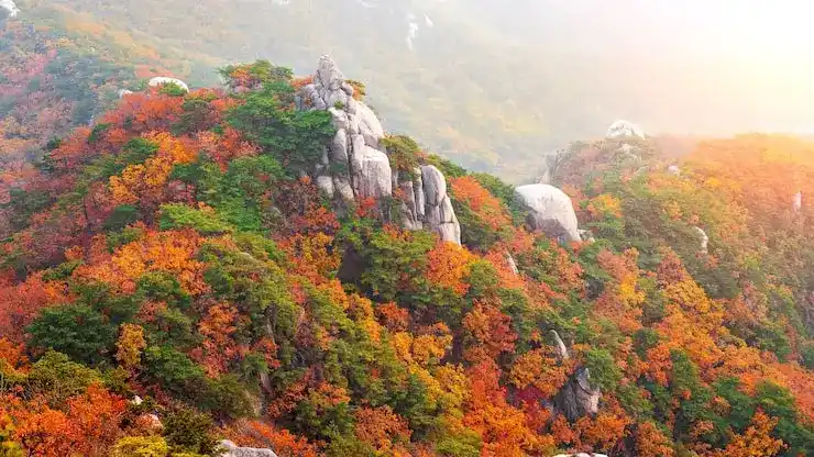 圣基茨和尼维斯移民的申请成功率