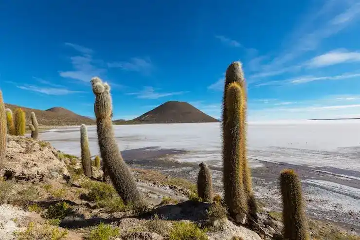 爱尔兰投资移民政策与申请条件解析