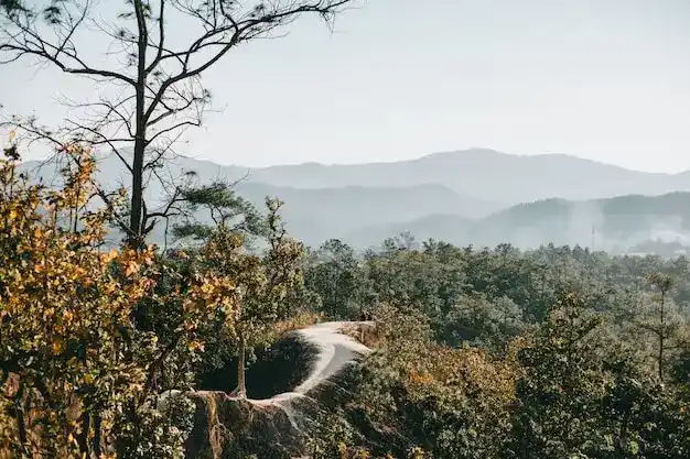 无移民监