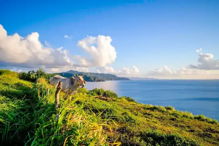 圣卢西亚移民政策稳定性多年无重大调整