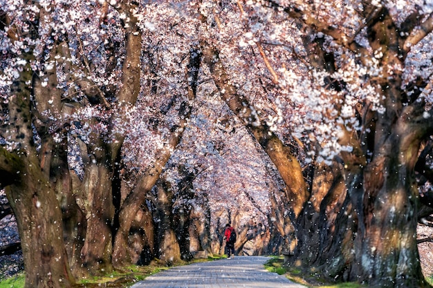 日本移民，恰似开启一场充满未知的樱花探险之旅